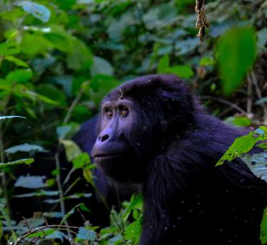 A gorilla in among leaves looking away from the camera